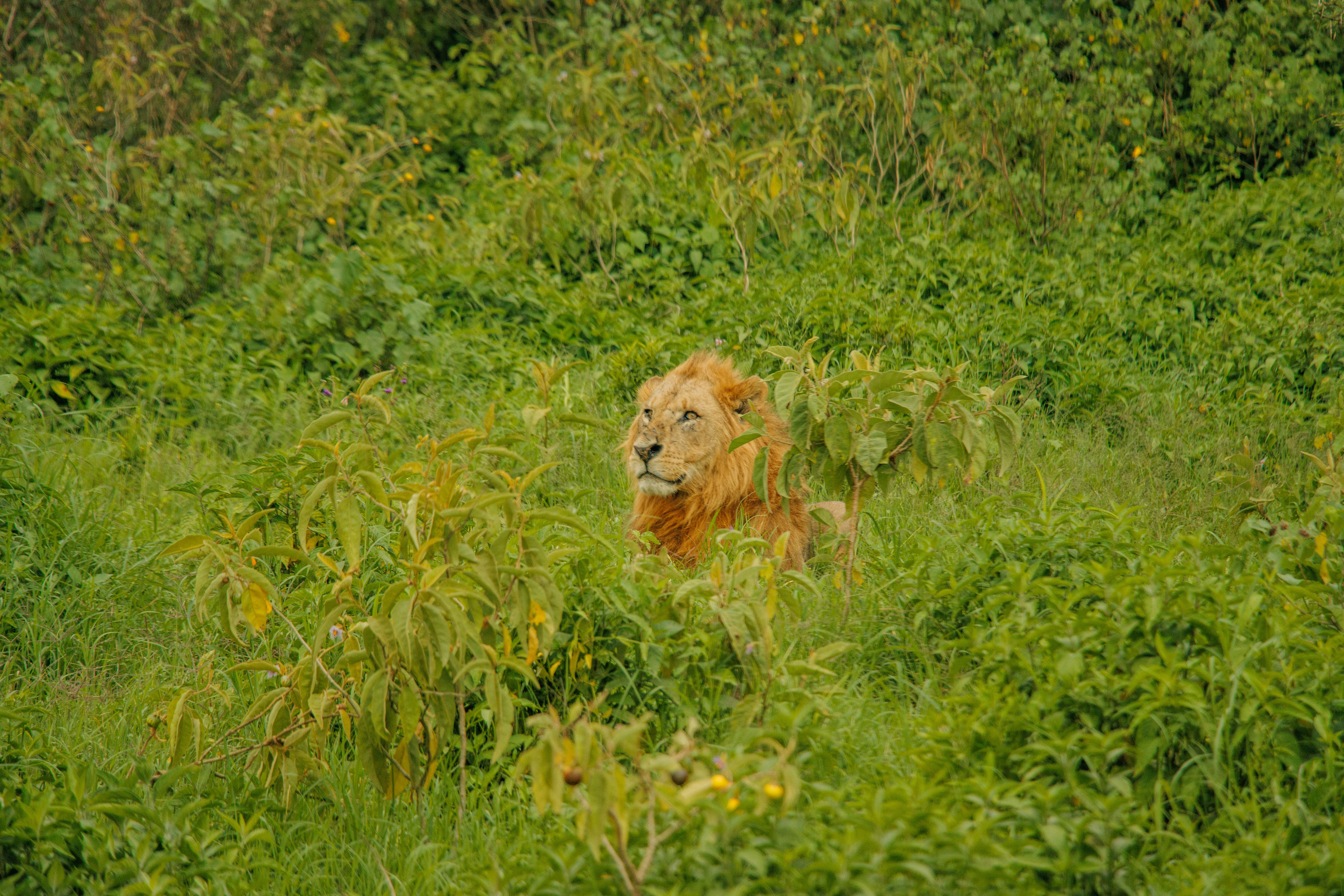 Masaai Mara Adventures